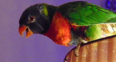 lory